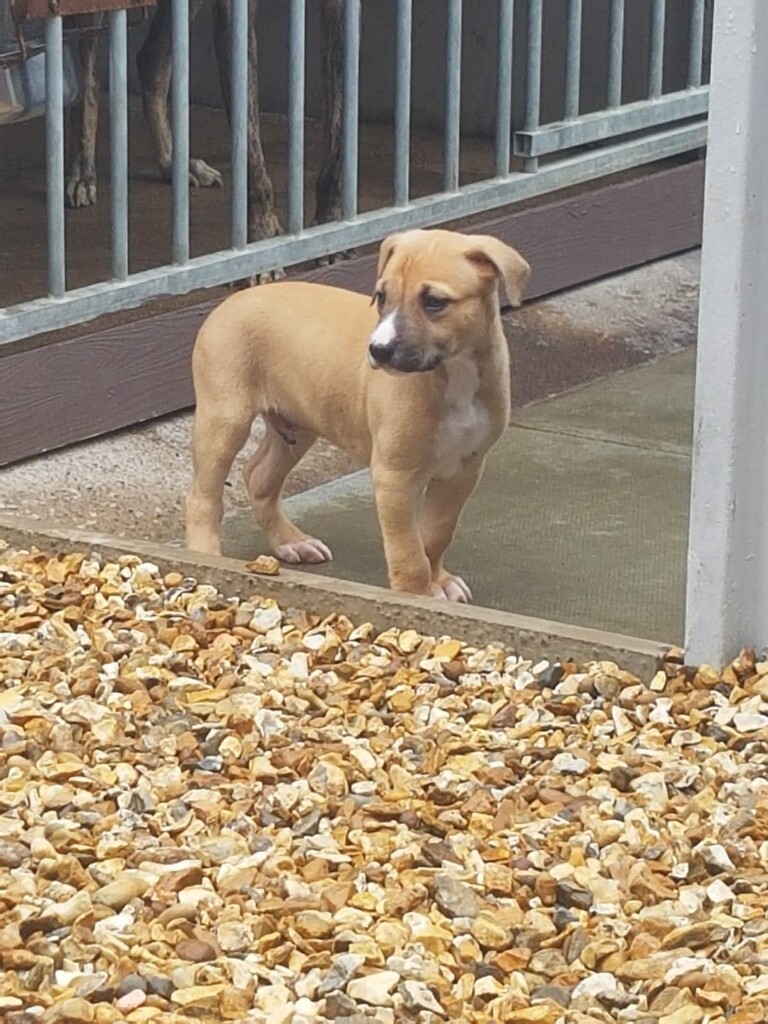 affordable husky puppies for sale